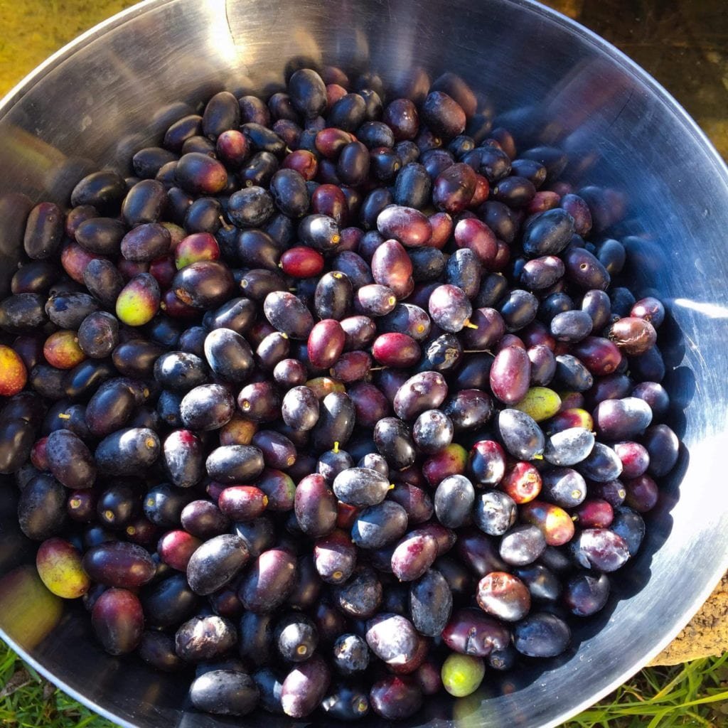 Olives de Eze Village, région niçoise