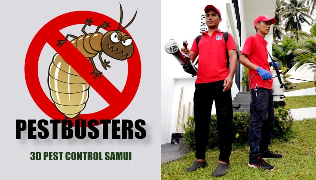 3D Pest Control Samui - Entreprise de désinsectisation, dératisation et désinfection a Koh Samui (Thaïlande)
