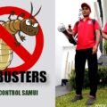 3D Pest Control Samui - Entreprise de désinsectisation, dératisation et désinfection a Koh Samui (Thaïlande)