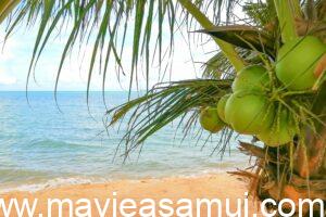 Cocotier avec noix de coco sur la plage de Ban Thai, Plage de sable, Thai Food, Pad Thai sea Food, Cafe de Cool nomme egalement The Vibe et aussi Relax Samui dans le nord de l'ile de Koh Samui a Ban Tai.