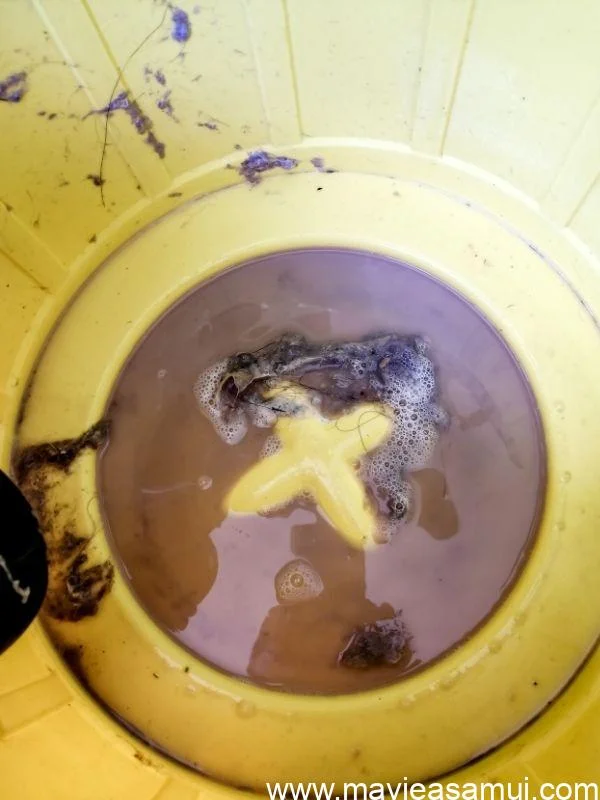 Eau noire après un nettoyage en profondeur du canapé avec l'aspirateur extracteur Karcher SE 4001 de chez Luxury Cleaning Samui.