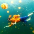 Piqûre De Méduse En Thaïlande - Danger, Comment Se Soigner