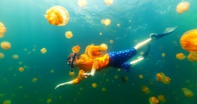 Piqûre De Méduse En Thaïlande - Danger, Comment Se Soigner
