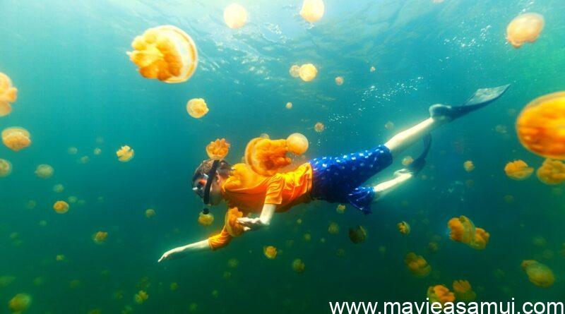 Piqûre De Méduse En Thaïlande - Danger, Comment Se Soigner